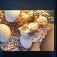 دستگاه جوجه کشی|لوازم جانبی حیوانات|نیشابور, هفده شهریور|دیوار