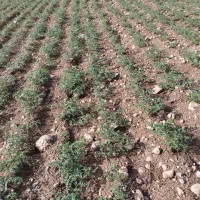 نیازمند کارگر برای دسکنه نخود