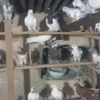 کفتر