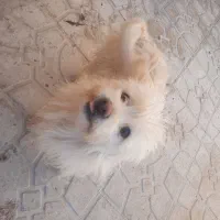 یک جفت سگ شیتزو|سگ|فیروزآباد (فارس), |دیوار