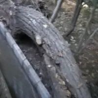 تنه درخت گردو‌و‌چوب گردو|عمده‌فروشی|دماوند, دماوند|دیوار