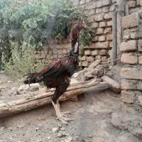 خروس لاری مفت