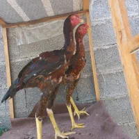۲عددجوجه خروس لاری ۷ماه