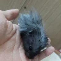 همستر|موش و خرگوش|اصفهان, کنگاز|دیوار