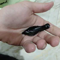 ۱ فایتر ماده ۲ مولی گاوی نر