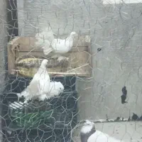 یه دسته کبوتر بی نقص خاص وارزون|پرنده|دهدشت, |دیوار