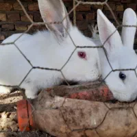 خرگوش مولد|موش و خرگوش|گنبد کاووس, |دیوار