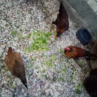 مرغ و خروس عربی اصیل