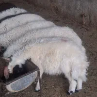 ۱۳بره نر