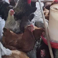 مرغ و خروس سرحال