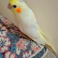 لوتینوچشم شرابی نر|پرنده|تهران, انبار نفت|دیوار