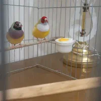 فنچ گلدین