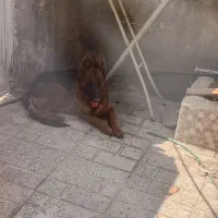 ژرمن کلاسa