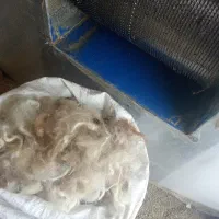 حلاجی  پشم گوسفند