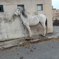 اسب|اسب و تجهیزات اسب‌سواری|شبستر, |دیوار