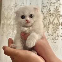 اسکاتیش فولد