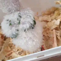 عروسک|اسباببازی بچه|میبد, |دیوار