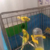 یک جفت مرغ عشق