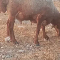 قوچ در جم