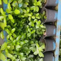 گل شمشاد|گل و گیاه طبیعی|شاندیز, |دیوار