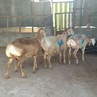 3راس بره نر چینی درجه یک لاغر فلکه شهرک