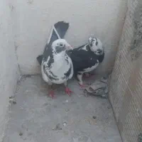 یم جفت ابلغ
