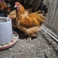 خروس برهما ۸عدد نژاد اصل