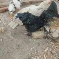 تخم مرغ لاری