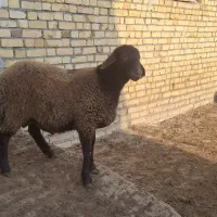 بره قوچ همو و هترو|حیوانات مزرعه|اسفراین, |دیوار