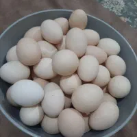 تخم مرغ محلی ارگانیک و نطفه دار درشت