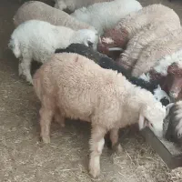 بره پروار کیلو 750