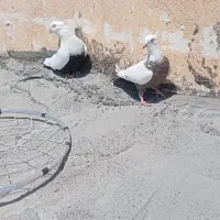 نر ماده دمبی