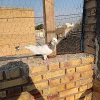 نر طوق هفت رنگ گرفتی