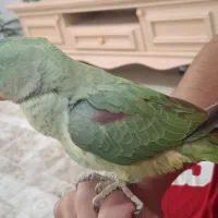 جوجه شاه طوطی با قفس