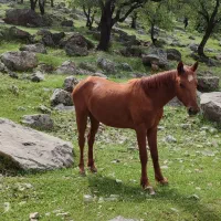 حیوان|اسب و تجهیزات اسب‌سواری|اهواز, چهارصد دستگاه|دیوار