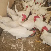 خروس جوان|حیوانات مزرعه|اصفهان, ارغوانیه|دیوار