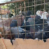 ۱۲عددجوجه