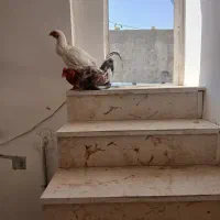 مرغ خروس لاری|حیوانات مزرعه|شیراز, قلعه نو|دیوار