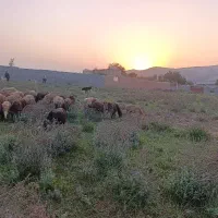 فروش-زمین-در-پارک-جنگلی-اقسو