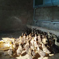 جوجه اردک اسراییلی 40 روزه|حیوانات مزرعه|بهشهر, |دیوار