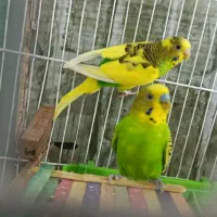 مرغ عشق معاوضه با عروس هلندی