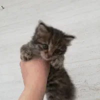 گربه|گربه|صومعه‌سرا, |دیوار