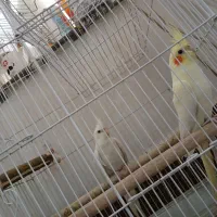 جفت عروس هلندی|پرنده|شوش, |دیوار