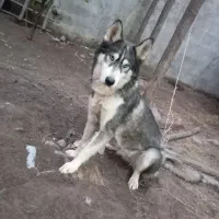 هاسکی اصیل ماده یک ساله