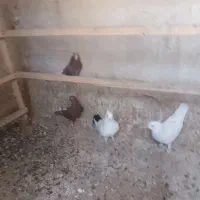 کفتررنگی وسرخ پرشی دم سفید|پرنده|قم, بنیاد|دیوار