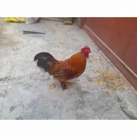 خروس ومرغ وبوقلومون کردی|حیوانات مزرعه|سرپل ذهاب, |دیوار