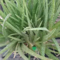 گیاه دارویی