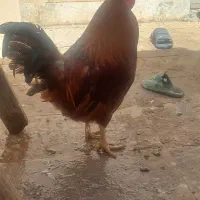 خروس  بومی