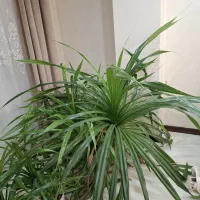 گل پاندانسون