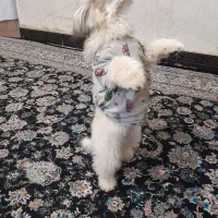 سگ نر ماده فروشی